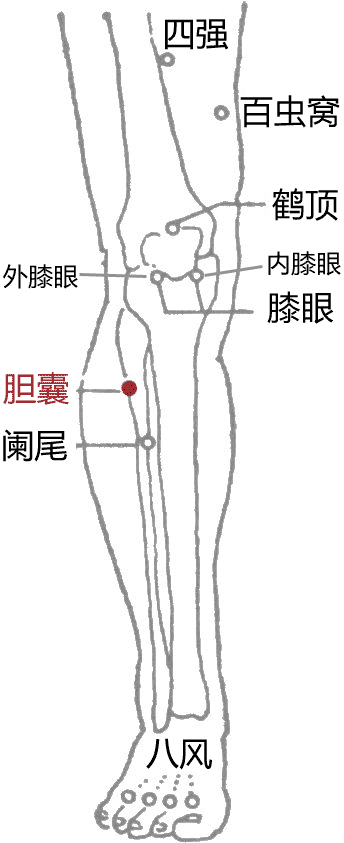 胆囊穴